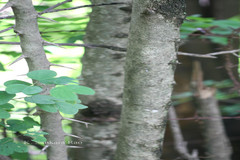Oncoba spinosa